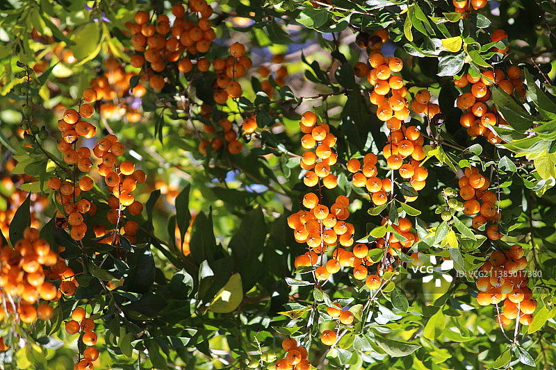 斯里兰卡班达拉维拉树上生长的橙色水果特写图片素材