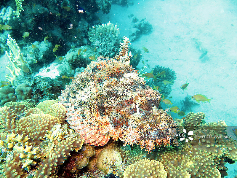 珊瑚礁中的蝎子鱼图片素材