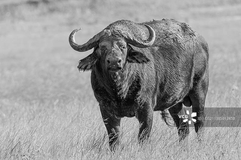 站在田野上的非洲水牛肖像图片素材