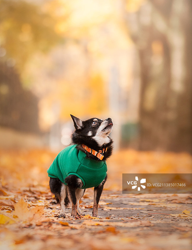 在秋叶上行走的可爱的吉娃娃，华沙，波兰图片素材