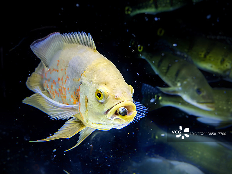 水族箱里的奥斯卡鱼，近距离观察在水箱中游动的慈鲷图片素材