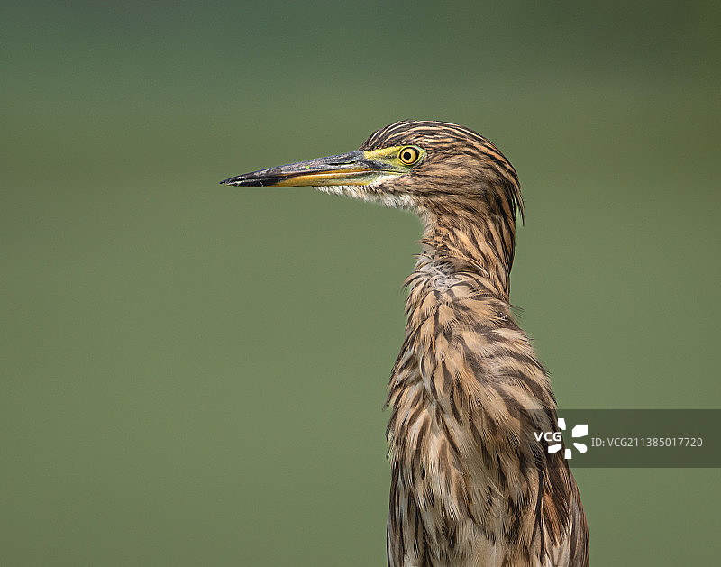 印度池鹭，巴拉特普尔鸟类保护区，拉贾斯坦邦，印度，鹭的特写图片素材