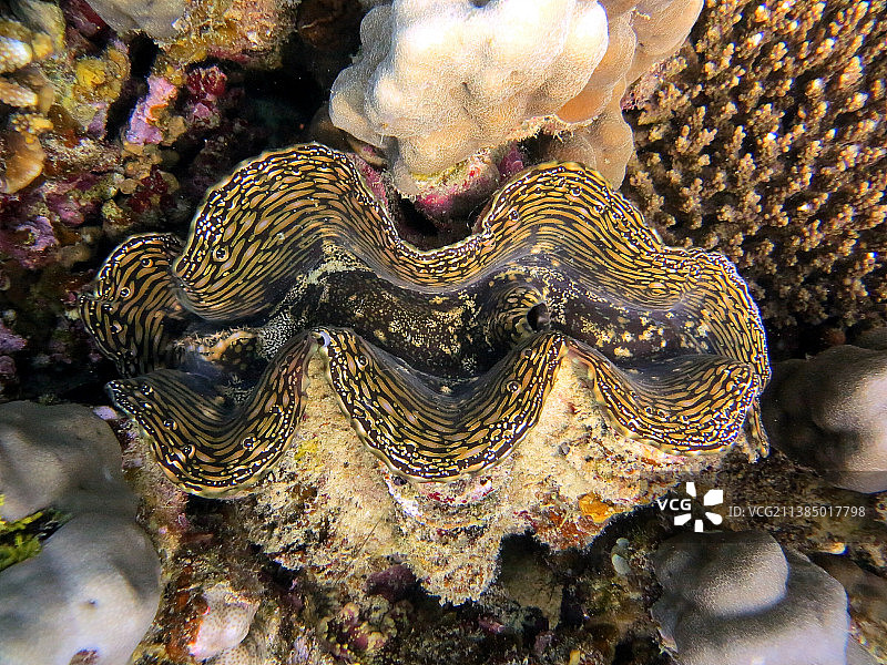 巨型蛤蜊，海洋中珊瑚的特写图片素材