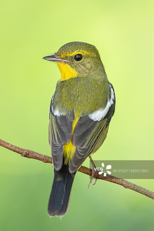 鹡鸰栖息在树枝上的特写图片素材