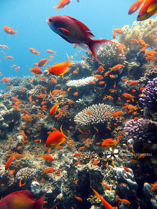 红海鱼类与珊瑚礁图片素材