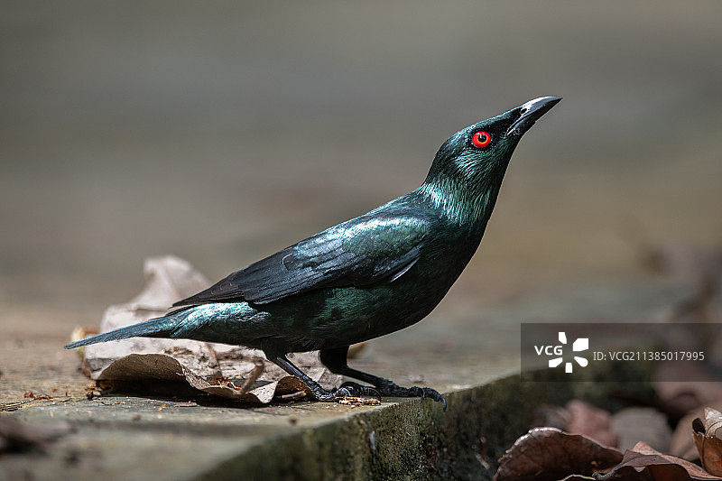 亚洲辉椋鸟：栖息在挡土墙上的歌椋鸟特写图片素材