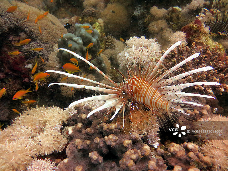 海中游动的热带狮子鱼特写图片素材