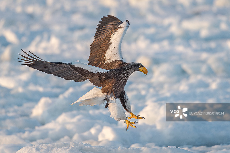 仰视视角下的白色风筝，日本图片素材