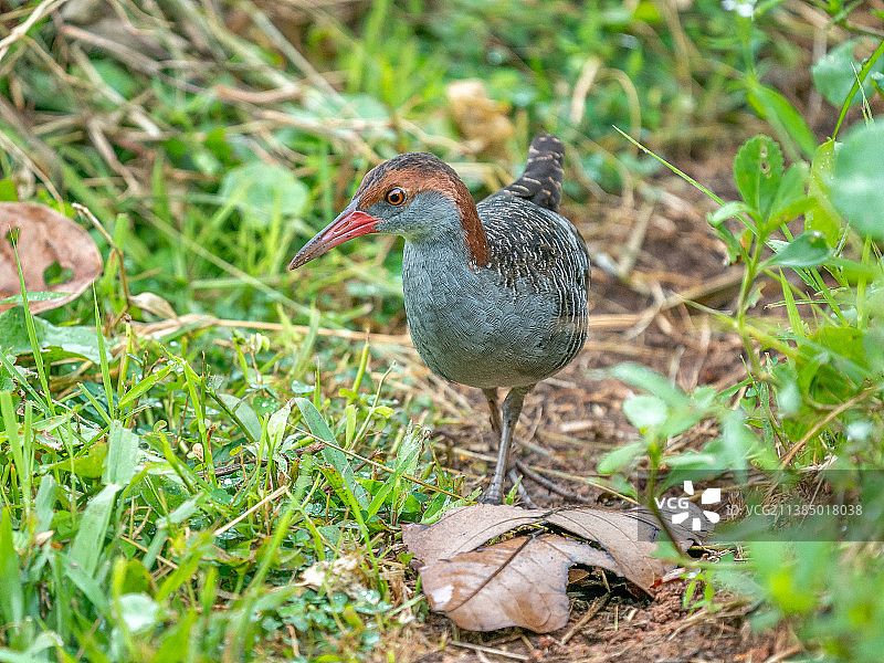 新加坡乌鲁班丹公园连道田野上栖息的水鸟特写图片素材