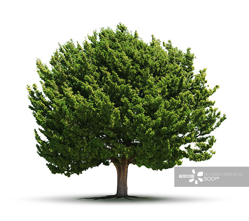 孤立的巨大绿树，白色背景树木特写图片素材