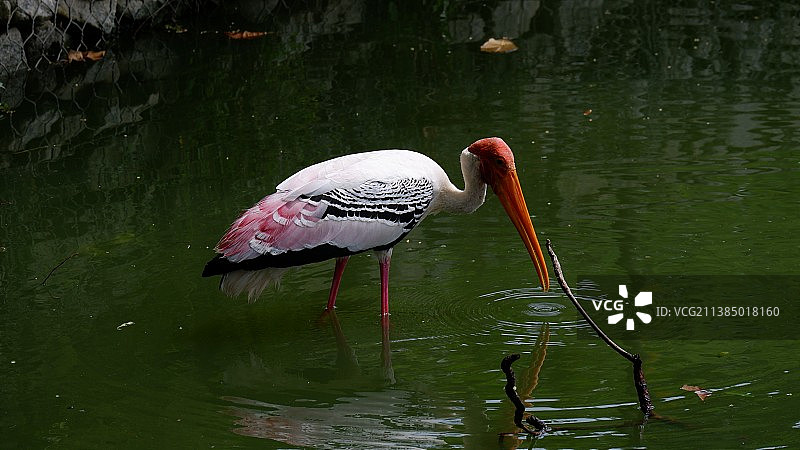湖中的苍鹭俯视照片图片素材