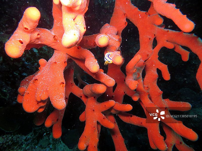 鱼在海里游泳的特写图片素材