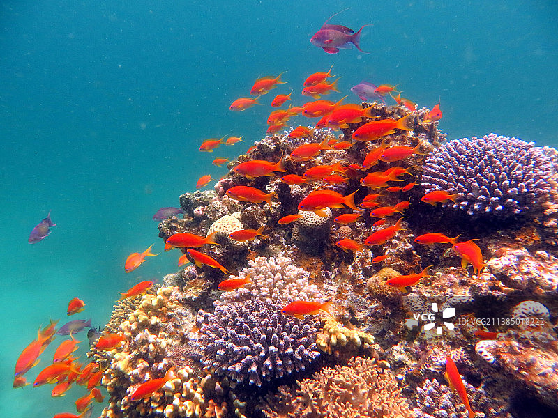 花鮨鱼和珊瑚礁，海中游动的琴尾鱼特写图片素材