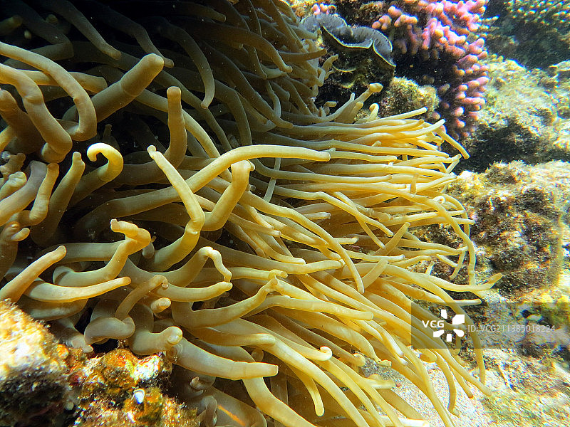 小丑鱼，海洋中珊瑚的特写图片素材