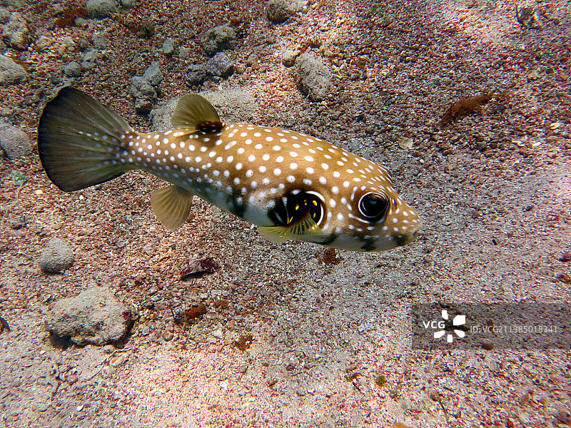 海中河豚的特写图片素材