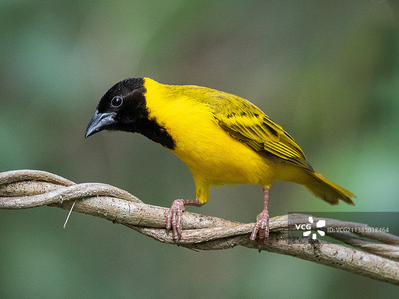特写：织雀栖息于树枝上，新加坡罗弄哈鲁斯湿地图片素材
