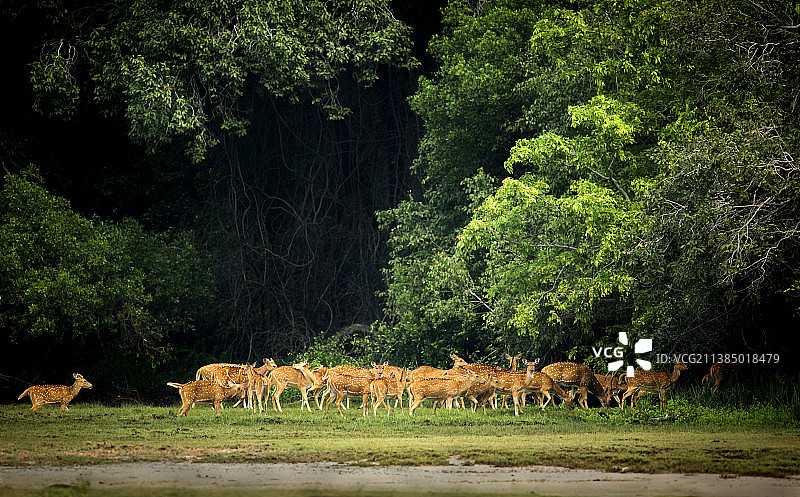 在田野中行走的美丽鹿群，库马纳国家公园，斯里兰卡图片素材