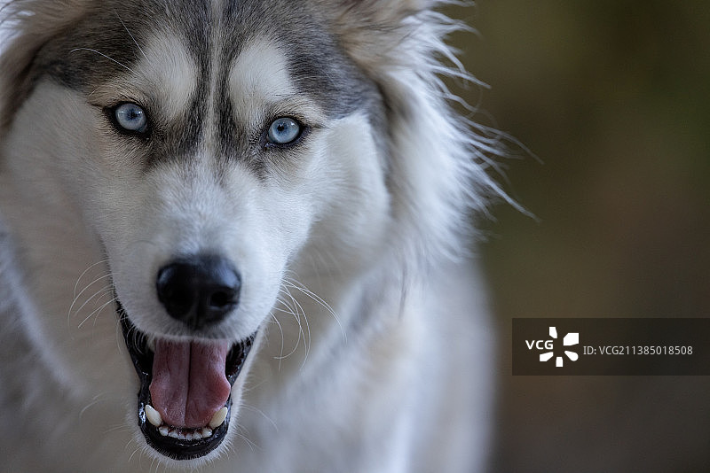 雪橇犬西伯利亚哈士奇纯种犬特写图片素材