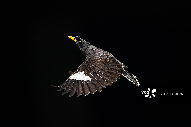 特写：飞翔的黑雀形目鸟，新加坡巴西立图片素材