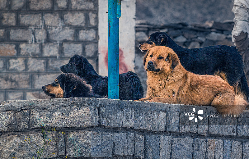 与众不同：在挡土墙上休息的狗狗图片素材