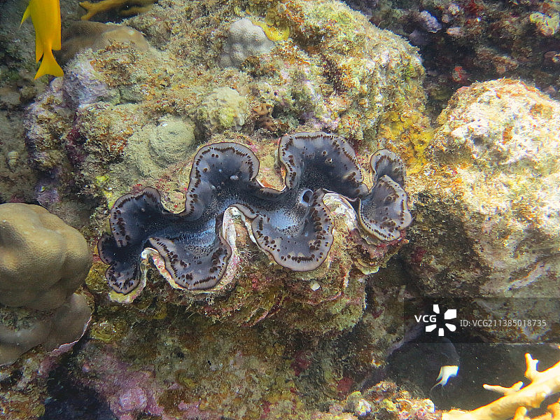 海中珊瑚的特写图片素材