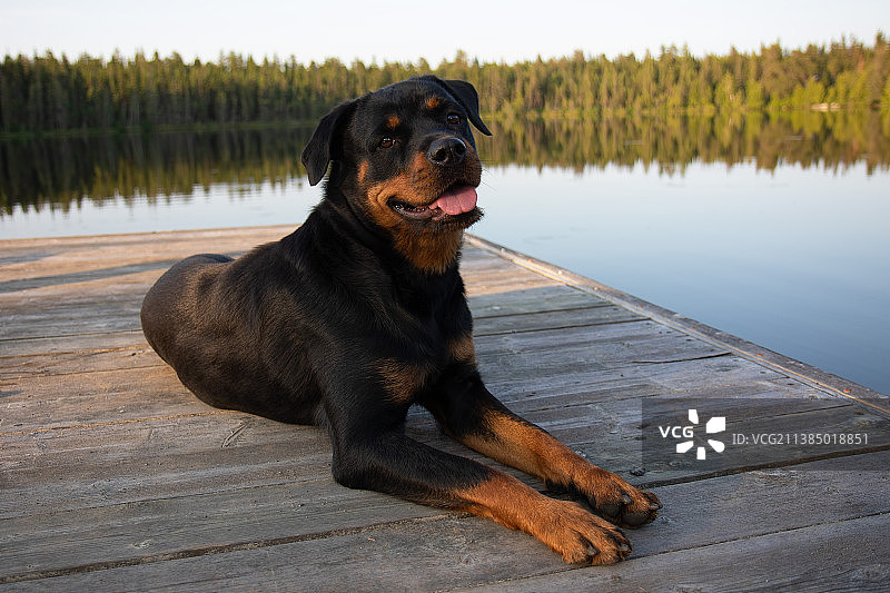 夏天，罗威纳犬躺在湖边码头上图片素材