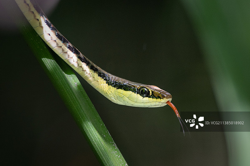 植物上的树蛇特写图片素材