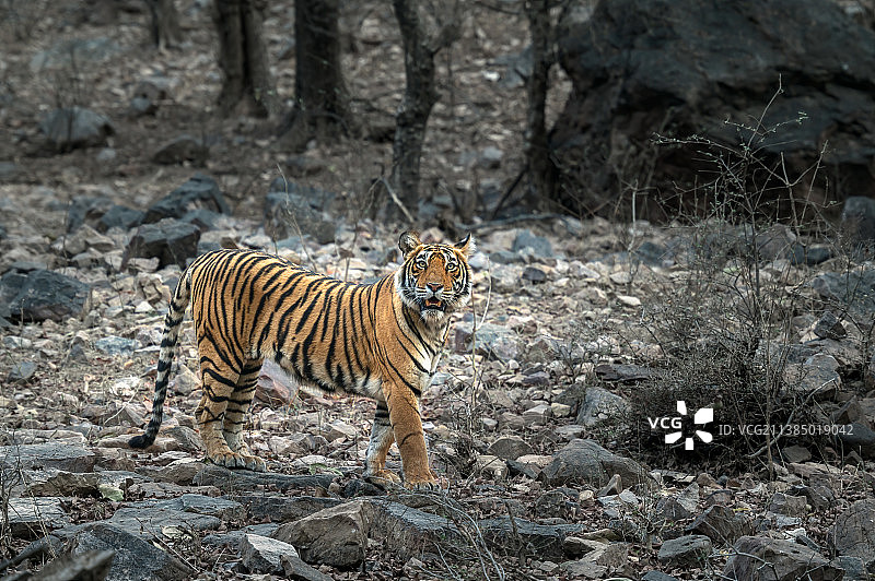 老虎站立在伦滕波尔国家公园的田野上，拉贾斯坦邦，印度图片素材