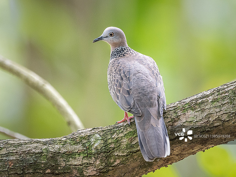 栖息在树枝上的鸽子特写图片素材