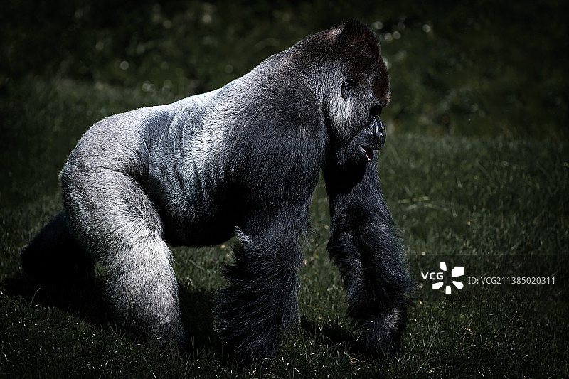 田野上站立的黑色大猩猩侧视图图片素材