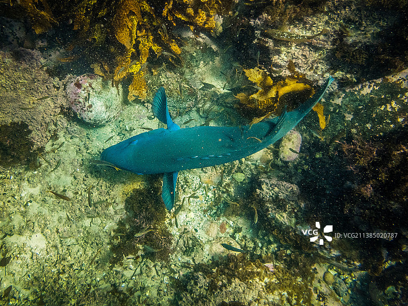 热带鲨鱼在海中畅游的特写，戈登斯湾，库吉，澳大利亚新南威尔士州图片素材