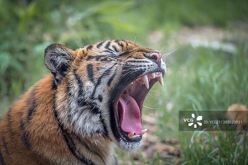 澳大利亚新南威尔士州莫斯曼苏门答腊虎打哈欠特写图片素材