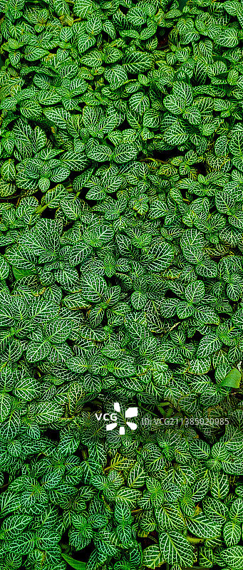 绿植全画幅照片图片素材