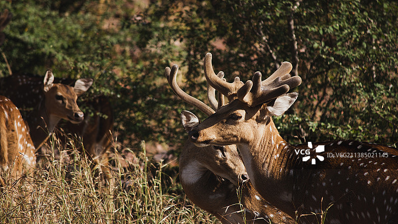 我喜欢鹿，印度拉贾斯坦邦伦滕波尔国家公园白色鹿的特写图片素材