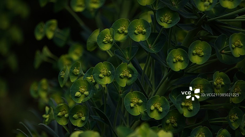 中国云南昆明：黄色花卉特写图片素材