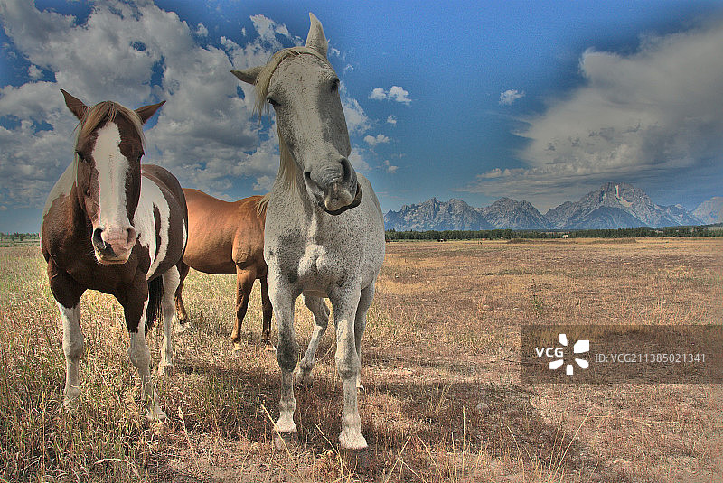 好奇的牛仔马，两匹站在田野上的马，美国怀俄明州提顿县图片素材