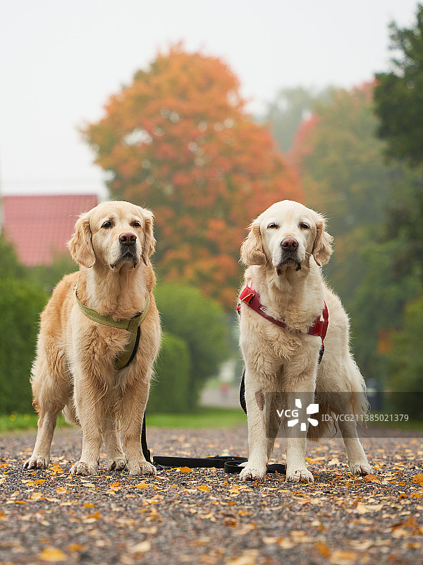 在芬兰图尔库秋季小路上站立的金毛寻回犬图片素材