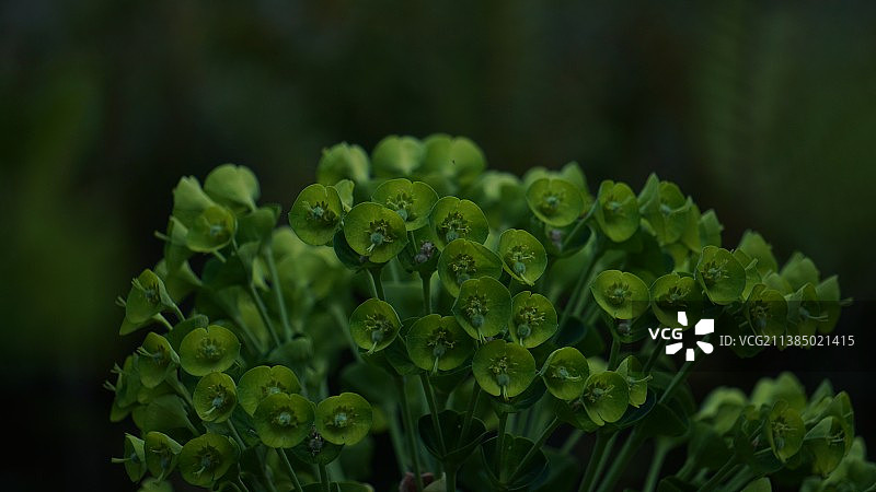 潮湿的植物叶子特写，中国云南昆明图片素材