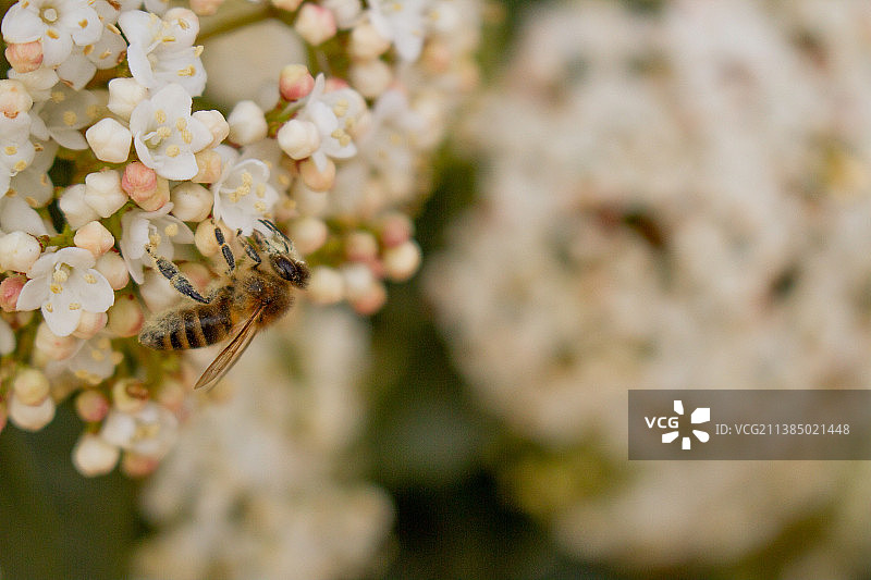 白色花朵上的蜜蜂特写图片素材