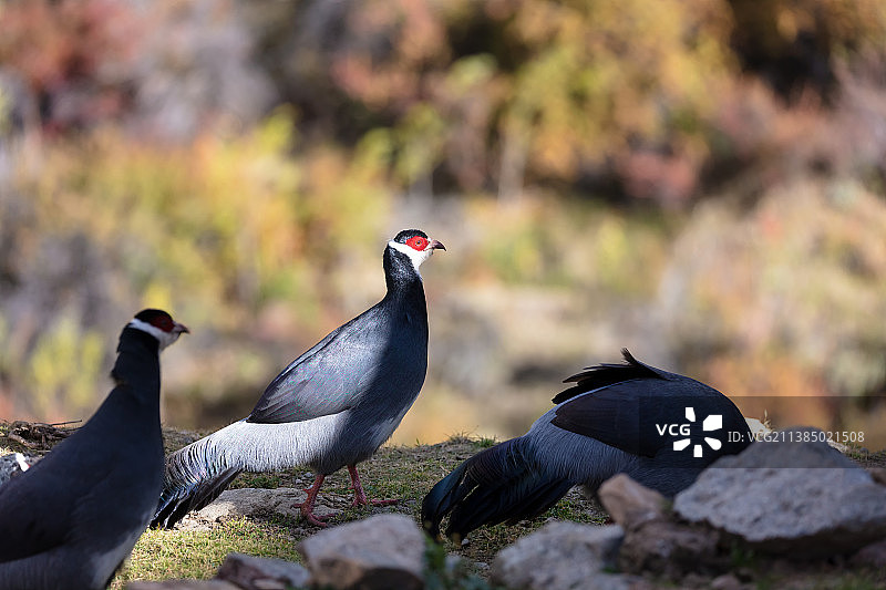 西藏拉萨雄色寺的藏马鸡图片素材