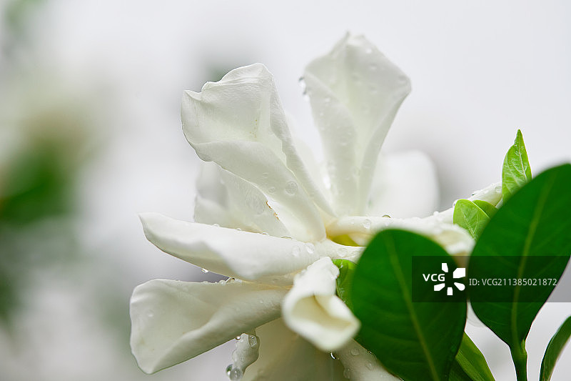 泰国树枝上盛开的栀子花特写图片素材