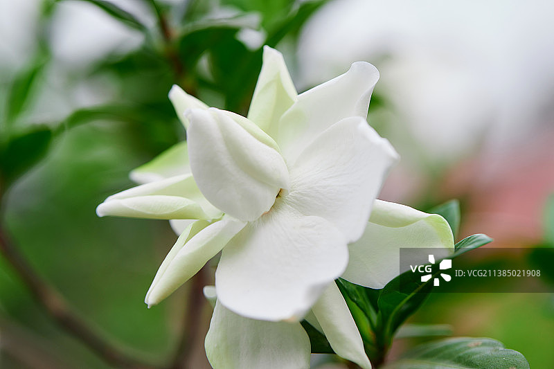 泰国花园中盛开的白栀子花特写图片素材