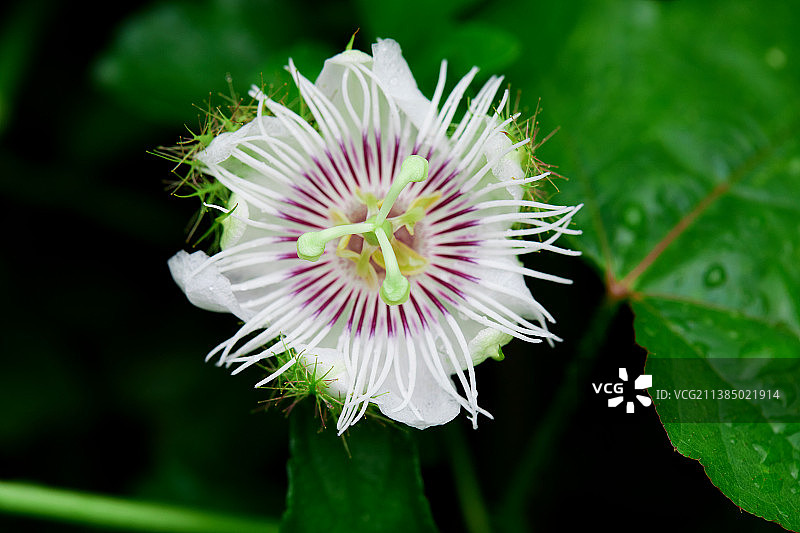 泰国西番莲花特写图片素材