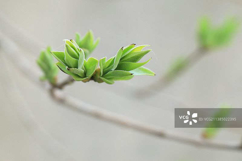 保加利亚丁香花骨朵树枝特写图片素材
