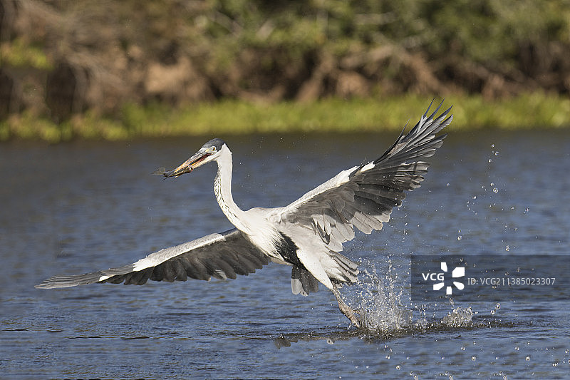 白颈鹭捕鱼图片素材