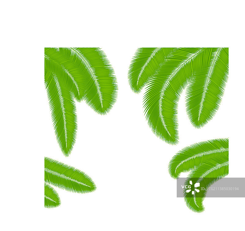白色背景上孤立的绿色棕榈叶剪影图片素材