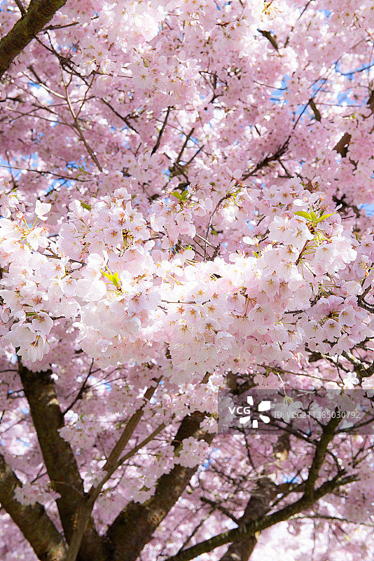 春季盛开的樱花（低角度拍摄）图片素材