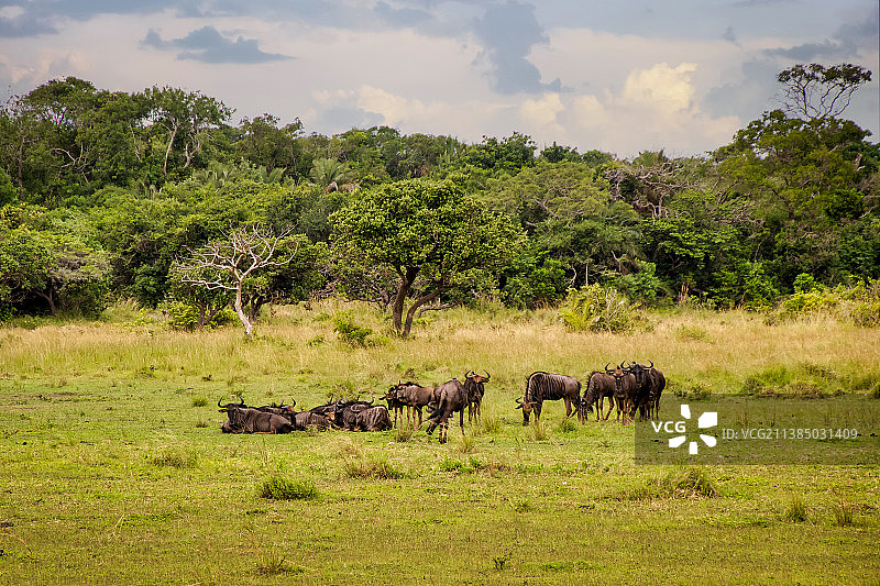 角马在南非卡那封的田野上吃草的侧视图图片素材