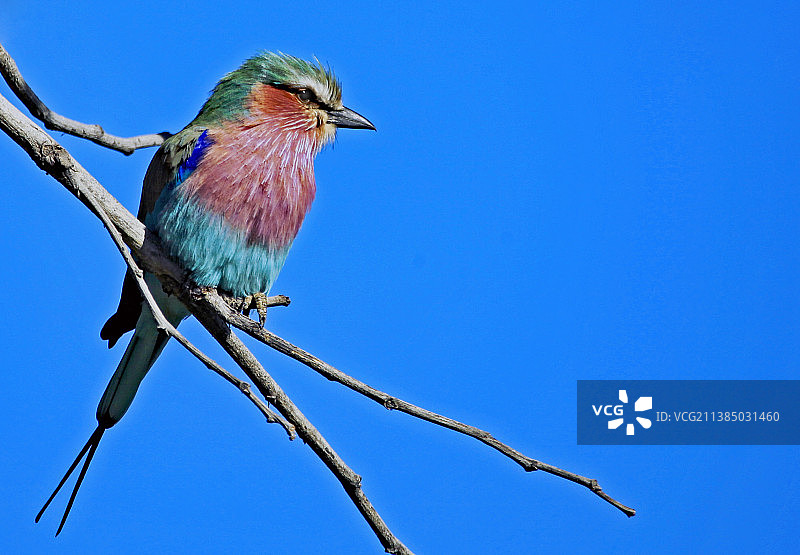 低视角蓝胸佛法僧栖息，纳米比亚图片素材