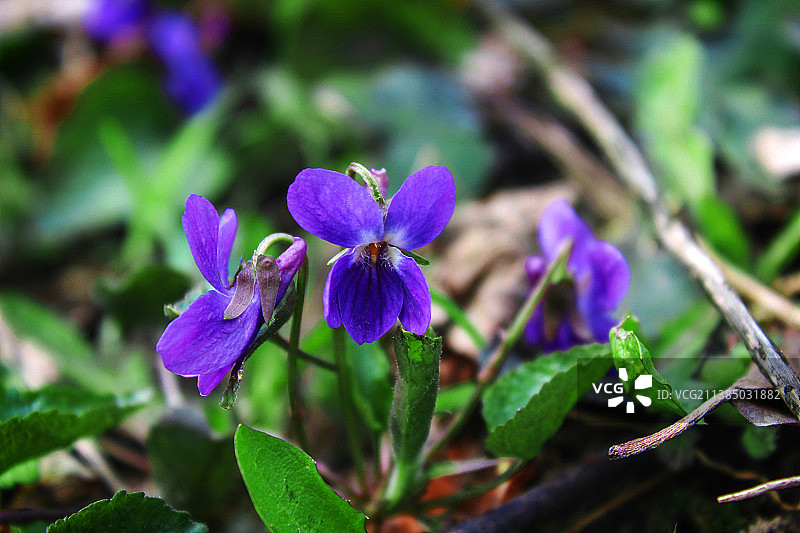 紫色开花植物的特写图片素材